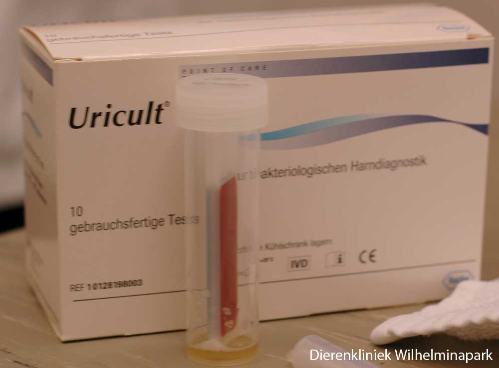 Uricult om te kijken of er bacterie groei is